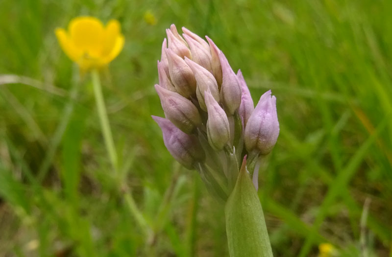 Neotinea tridentata - Cimone (TN)